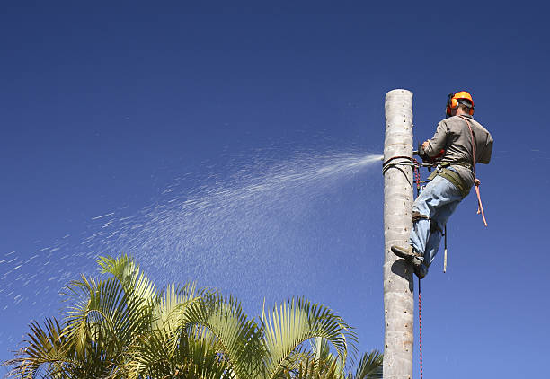 Best Tree Cabling and Bracing  in Eastvale, CA