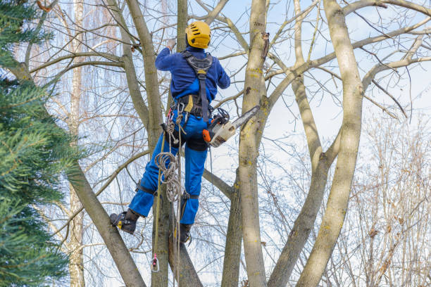  Eastvale, CA Tree Removal Services Pros