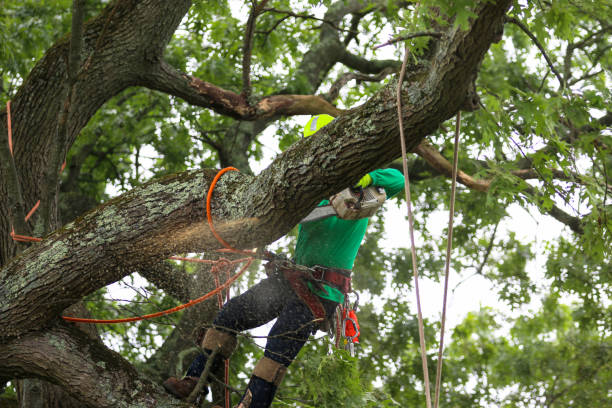 Best Commercial Tree Services  in Eastvale, CA